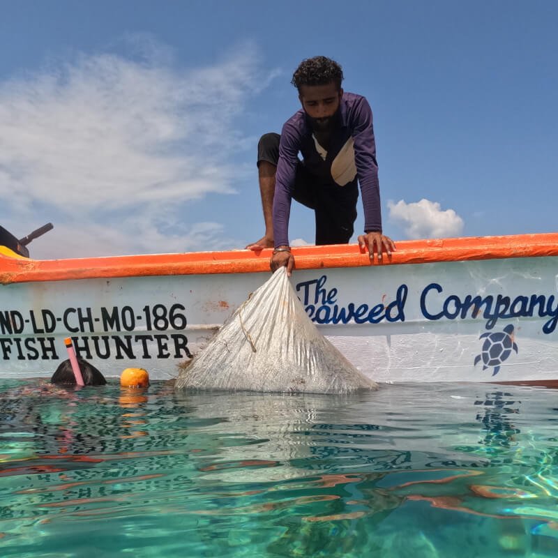 the-seaweed-consortium-solutions-1