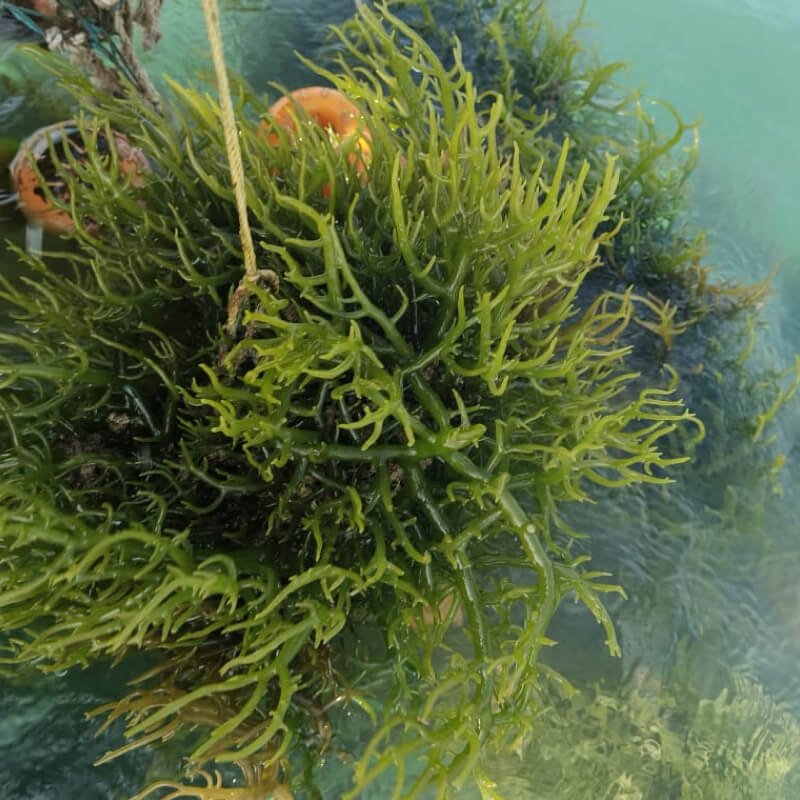 the-seaweed-consortium-tsc-social-impact-4