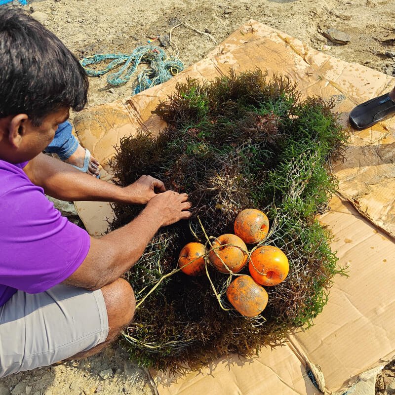 the-seaweed-consortium-tsc-social-impact-6