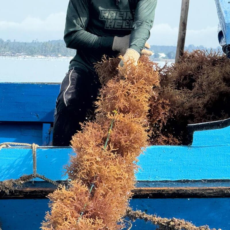 the-seaweed-consortium-tsc-social-impact-9