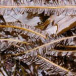 Atlantic Wakame edible seaweed used in soups and salads