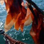 Dulse red seaweed high protein edible seaweed
