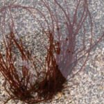 Gracilaria seaweed source of agar food ingredient
