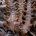 Royal Kombu kelp seaweed for broth and cooking