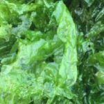 Sea Lettuce Ulva green seaweed for salads