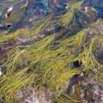 Sea Spaghetti seaweed pasta alternative